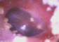 Câmera video médica do Otoscope de USB Digital do endoscópio OTORRINOLARINGOLÓGICO com o painel LCD de 3,5 polegadas