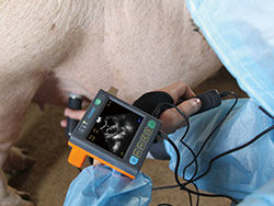Varredor veterinário médico do ultrassom de Digitas com a tela de 3,5 polegadas e a frequência de Porbe 2.5M, 3.5M