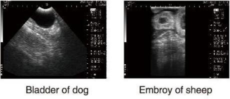 Varredor veterinário do ultrassom do equipamento diagnóstico do ultrassom com software de OB para animais e armazenamento de 100 imagens