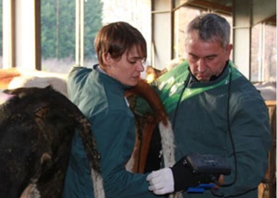 Escâner de ultra-som digital veterinário